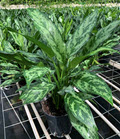 6" Aglaonema Romeo